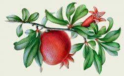 pomegranate and blossom on branch